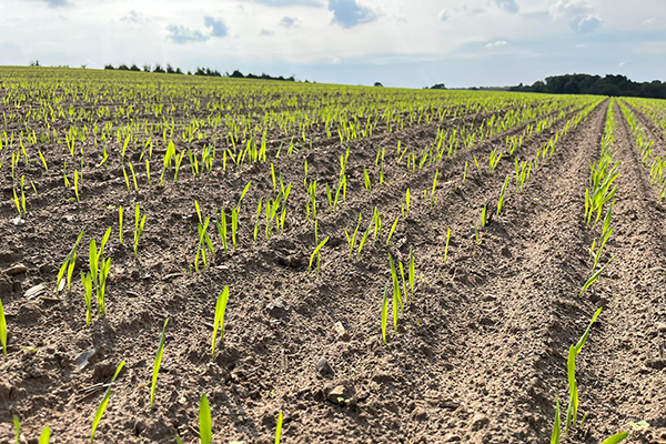 Mark med nyfremspiret vintersæd